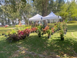 Bromeliads for sale at the Garden Club of Cape Coral March in the Park Plant Sale